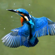 User profile picture